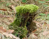 P1030486 La ndschaft Herbst 16wiederbesiedelt.webp