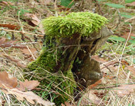 P1030486 La ndschaft Herbst 16wiederbesiedelt.jpg
