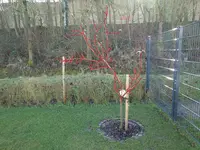 baum.webp