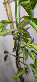 IMG_20240213_045104.webp