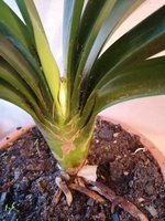 Clivia 15.02.2024.jpg