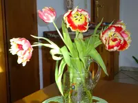 DSC03287.webp