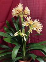 Clivia-C*2024-02*2.12.jpg