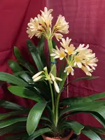 Clivia-C*2024-02*2.12.webp