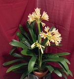 Clivia-C*2024-02*2.11.jpg