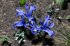 Iris reticulata Harmony 20240215.jpg