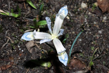 Iris reticulata Frozen Planet 20240215.jpg