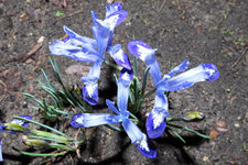 Iris reticulata Clairette 20240215.jpg