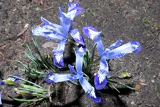 Iris reticulata Clairette 20240215.webp