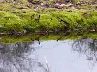 P1030457Moos spiegelt am Teich.webp