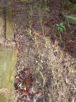 P1030350Winterzwiebeln.JPG