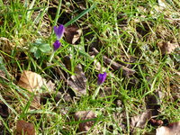 P1030352Krokus.JPG