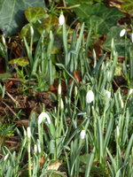 P1030356Schneeglöckchen.JPG