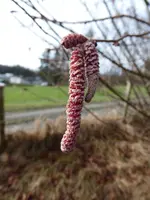 P1030364Haselkätzchen.webp