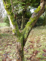 P1030366Mirabelle.JPG