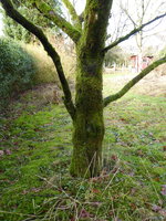 P1030372Zwetschge.JPG