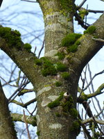 P1030373Walnuss.JPG