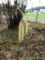 P1030375Haselkätzchen und Blüte.JPG