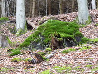 P1030381Moos im Wald.JPG