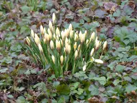 P1030384gelbe Krokusse.webp