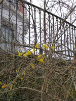 P1030389Winterjasmin.JPG