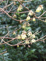 P1030390Chinesische Winterblüte.JPG