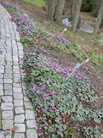 P1030397Alpenveilchen.webp