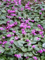 P1030399Alpenveilchen.JPG