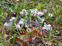 P1030401Alpenveilchen.JPG