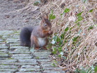 P1030409Eichhörnchen.JPG