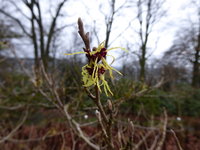 P1030410Zaubernuss.JPG