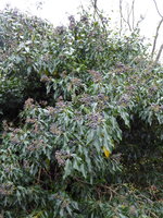 P1030411Efeubeeren.JPG