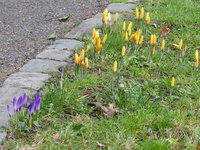 P1030423Krokusse.JPG