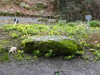 P1030424Winterlinge mit Moosstein.webp