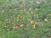 P1030435Krokusse.JPG