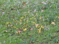 P1030435Krokusse.webp