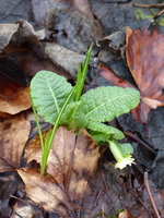 P1030437Schlüsselblume.JPG