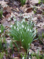 P1030438Schneeglöckchen.JPG