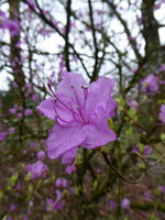 P1030445Rhododendron.JPG