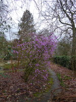 P1030446RHododendron.JPG
