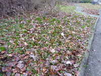 P1030447Herbstzeitlosen.JPG