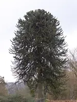 P1030451Araukarie.webp