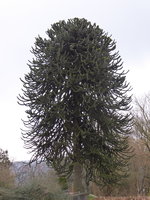 P1030451Araukarie.JPG