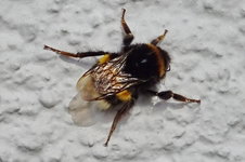 Insekten-00001.JPG