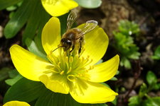 Insekten-00004.JPG