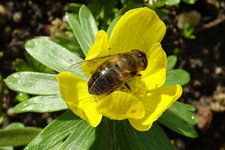 Insekten-00008.JPG