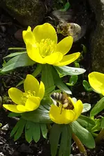 Insekten-00011.webp