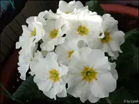 c014.webp