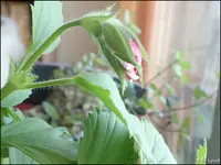 c015.webp