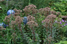 Sedum0717.JPG